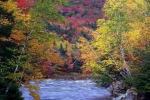 Autumn Leaves